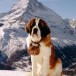 Pas de saint-bernards pour les visites d’Etat