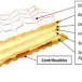 Pour en finir avec le Mille-Feuille