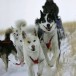 L’odieux business canin de Nicolas Vanier