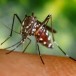 Virus Chikungunya à Parme