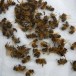 37 millions d’abeilles retrouvées mortes au Canada