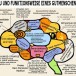 Le cerveau d&rsquo;un bien-pensant! (en allemand)
