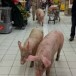 Lot-et-Garonne (47) :  lâcher de cochons dans un supermarché d’Agen (màj vidéo)