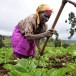 Hold-up sur le continent africain: les terres cultivables bientôt louées?