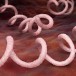 La syphilis fait son retour en France