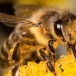 Le ministre de l’Agriculture refuse le moindre euro à l’apiculture