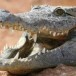 Un conciliateur c’est quelqu’un qui nourrit un crocodile en espérant qu’il sera le dernier à être mangé.