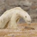 Bobard climatique : l’ours mourant n’a pas été victime du réchauffement