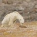 Ours polaire affamé: «Voici à quoi ressemble le changement climatique»