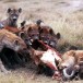 Elections fédérales. Campagne. Les hyènes se jettent sur Yvan Perrin à cause d’un débat manqué à la RTN