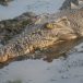 Australie : des clandestins recherchés dans une zone infestée de crocodiles