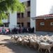 France: Ils inscrivent des moutons pour sauver l’école