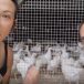 En Espagne, un collectif végan antispéciste, transféministe et libertaire sépare les poules des coqs pour éviter les « viols »