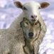 Plus de 30 moutons et chèvres victimes du loup dans le Haut-Valais