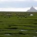 Mont-Saint-Michel : une bergerie condamnée à disparaître à cause d’écologistes et au nom de la loi Littoral ?