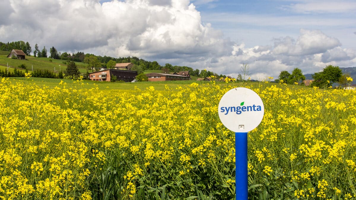 Un champ de colza suisse aux couleurs de Syngenta (canton de Lucerne). Derrière l'image du fleuron helvétique, une réalité que rappelle notre enquête : le plus grand semencier de Bâle est passé sous contrôle d'État chinois en 2017, avec l'aval de Bruxelles. Photo : Siyue (Adobe Stock)