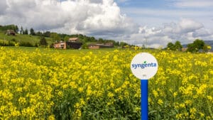 Un champ de colza suisse aux couleurs de Syngenta (canton de Lucerne). Derrière l'image du fleuron helvétique, une réalité que rappelle notre enquête : le plus grand semencier de Bâle est passé sous contrôle d'État chinois en 2017, avec l'aval de Bruxelles. Photo : Siyue (Adobe Stock)