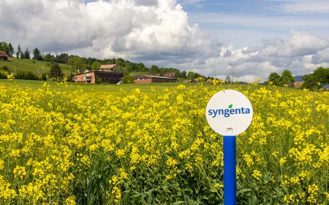 Un champ de colza suisse aux couleurs de Syngenta (canton de Lucerne). Derrière l'image du fleuron helvétique, une réalité que rappelle notre enquête : le plus grand semencier de Bâle est passé sous contrôle d'État chinois en 2017, avec l'aval de Bruxelles. Photo : Siyue (Adobe Stock)