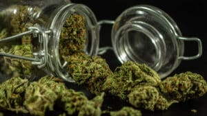 Adjugé, fumé ? Le Valais met 111 kg de haschisch CBD en vente