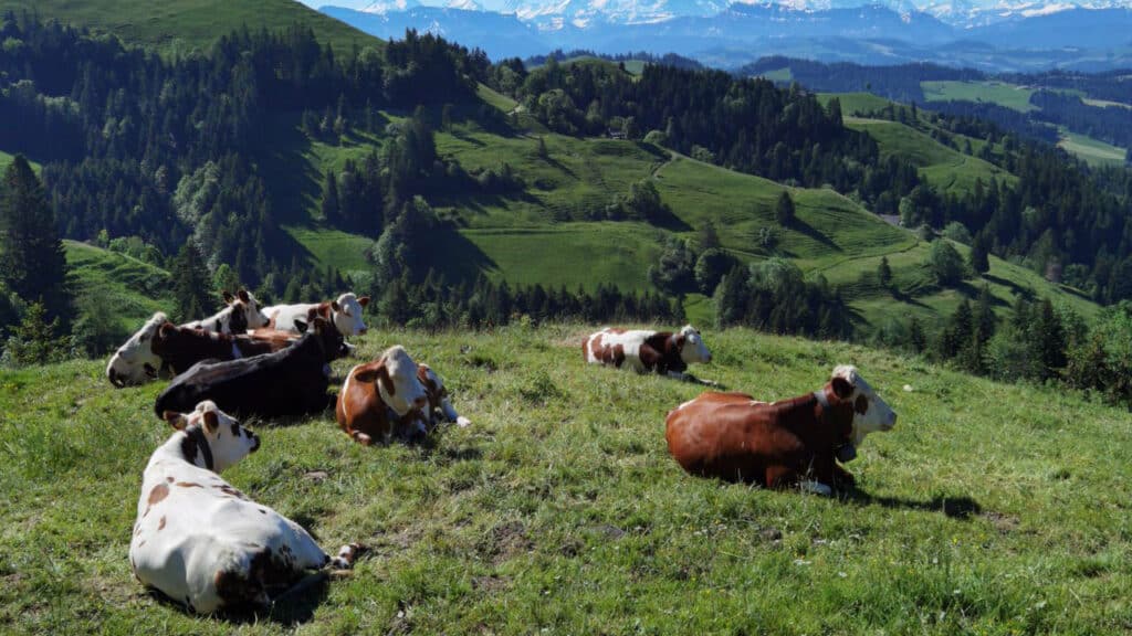 Initiative sur l’alimentation : offensive contre la viande et le terroir suisse ?
