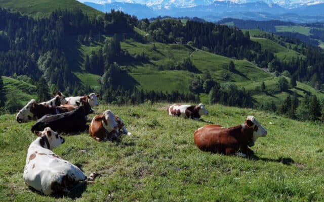 Initiative sur l’alimentation : offensive contre la viande et le terroir suisse ?