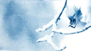 Valais : Fanny Zambaz révèle la faune en bleu de Prusse
