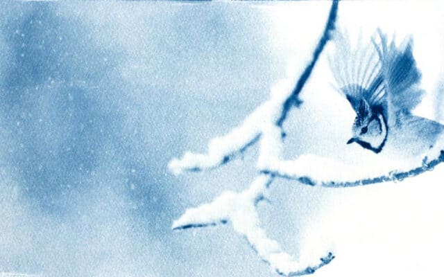 Valais : Fanny Zambaz révèle la faune en bleu de Prusse